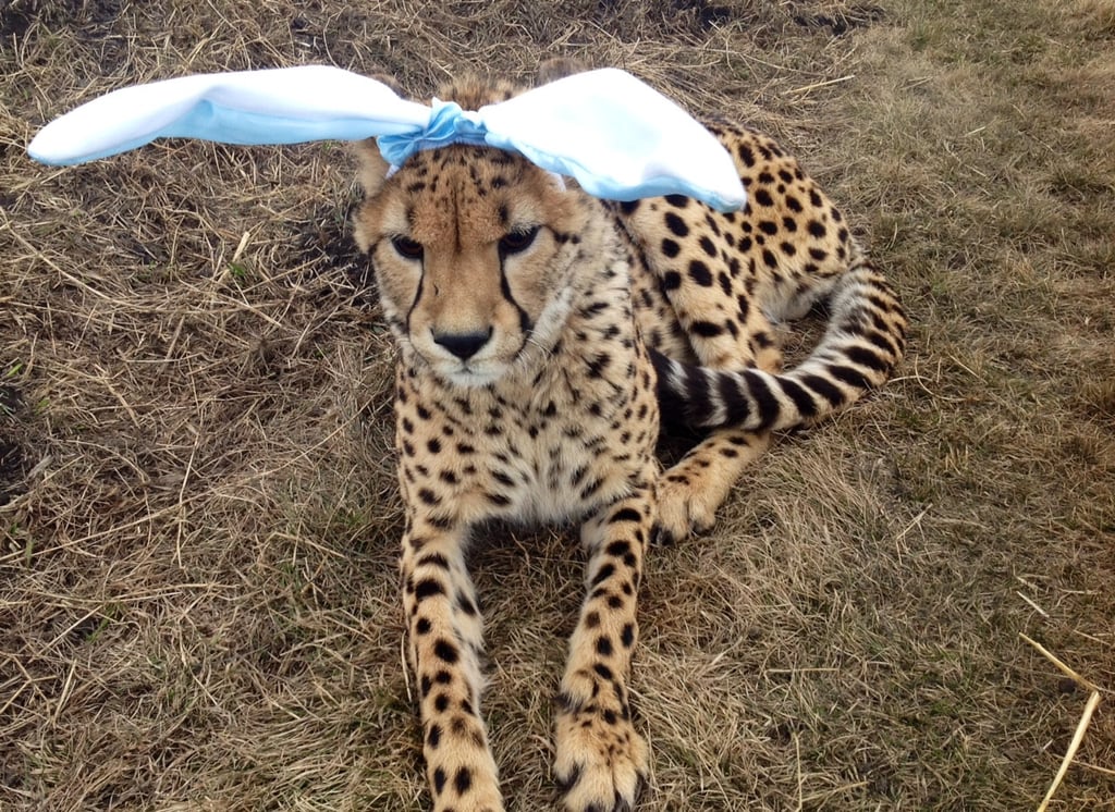 "My uncle is one of the few people in Canada to privately own cheetahs. He tried to give one some Easter spirit. She doesn't look impressed."