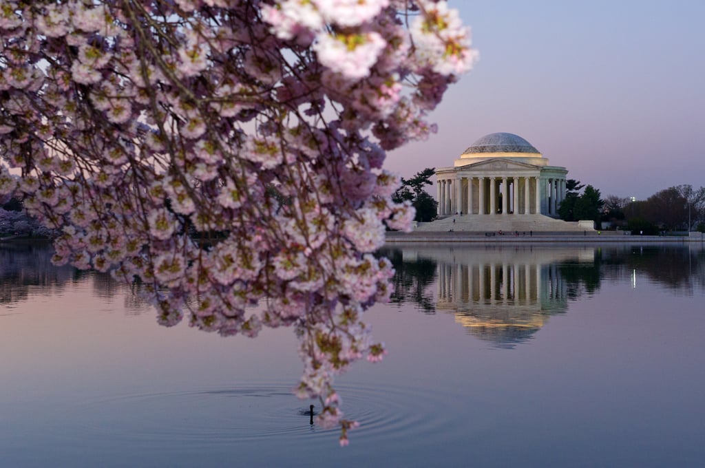 Washington DC Cherry Blossoms