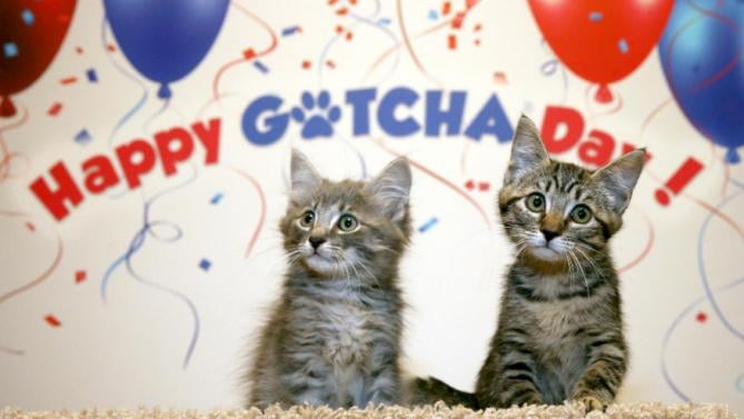 Gotcha Day For Adopted Pets