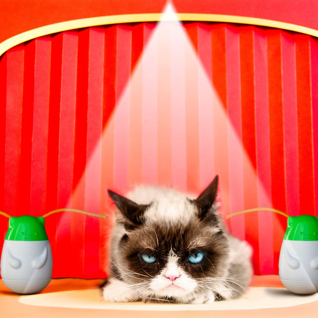 Grumpy Cat Popsugar Tech