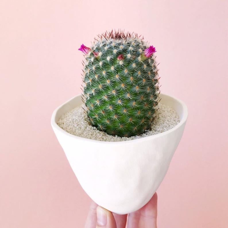 Blooming Stella Cactus and Handmade Ceramic Planter