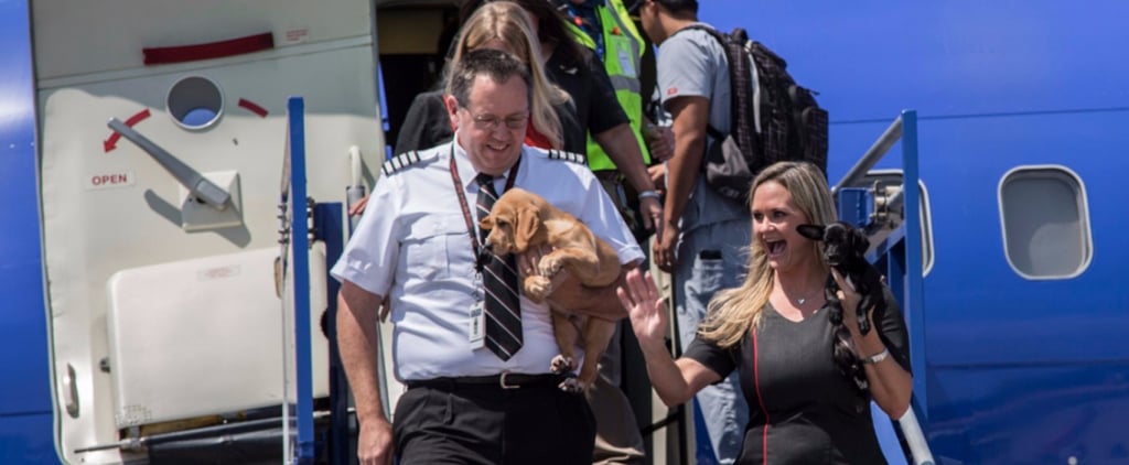 Southwest Airlines Evacuates Pets Out of Houston