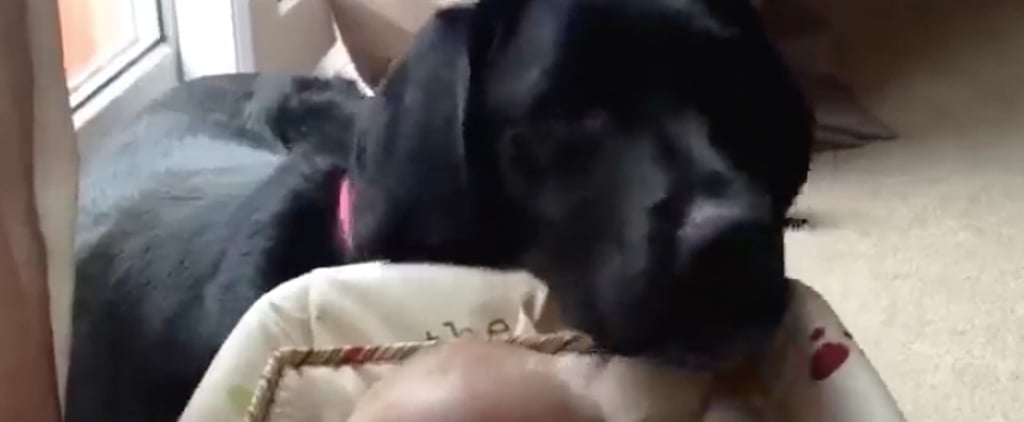 Dog Rocks Baby in Bouncer