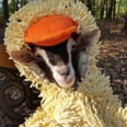 This Special-Needs Goat Only Calms Down in Her Duck Costume