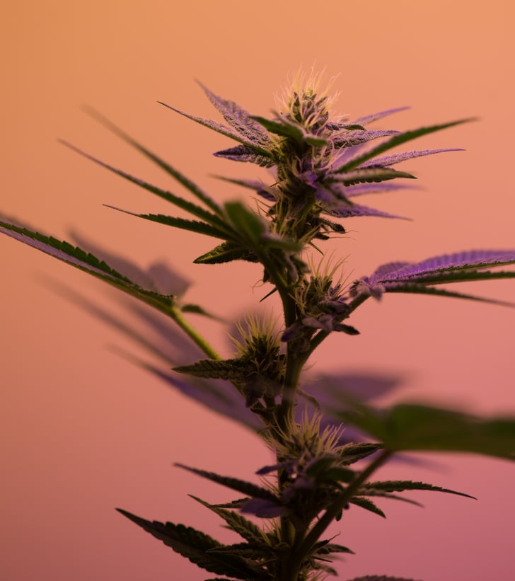 Weed Cannabis Spa Treatments
