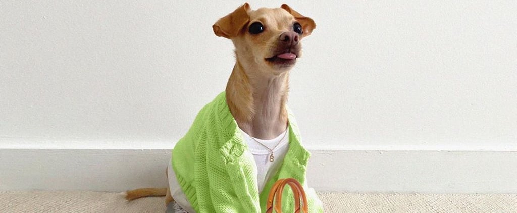 Boobie Billie Dog Outfits on Instagram