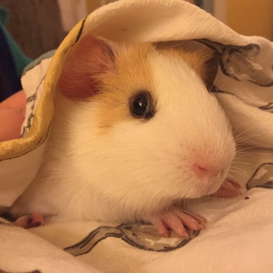 How My Pet Guinea Pig Helps With My Anxiety and Depression