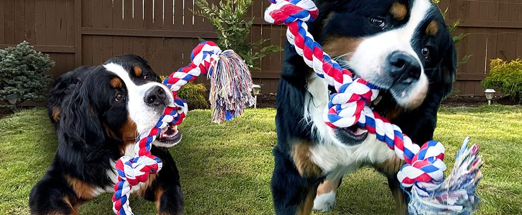 Best Rawhide Alternatives For Dogs