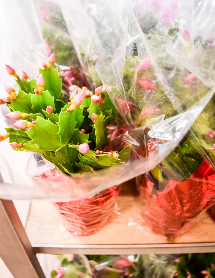 Trader Joe's Holiday Zygocactus (3) Best Holiday Gifts From Trader