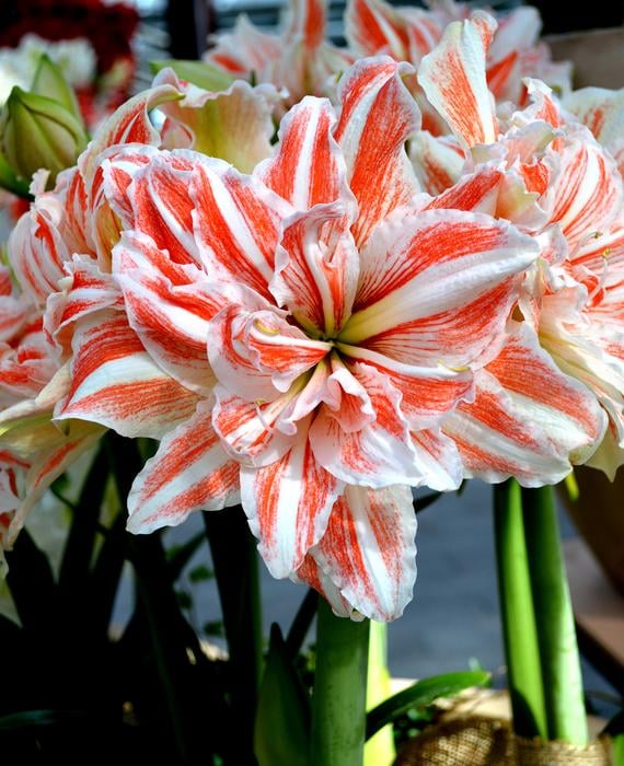 Amaryllis