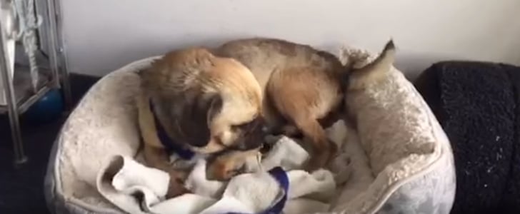 Rescued Dog Gets His First Real Bed | Video