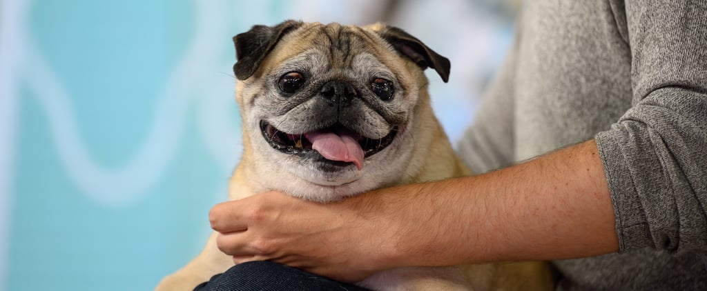 "No Bones Day" Noodle the Pug Dies at Age 14