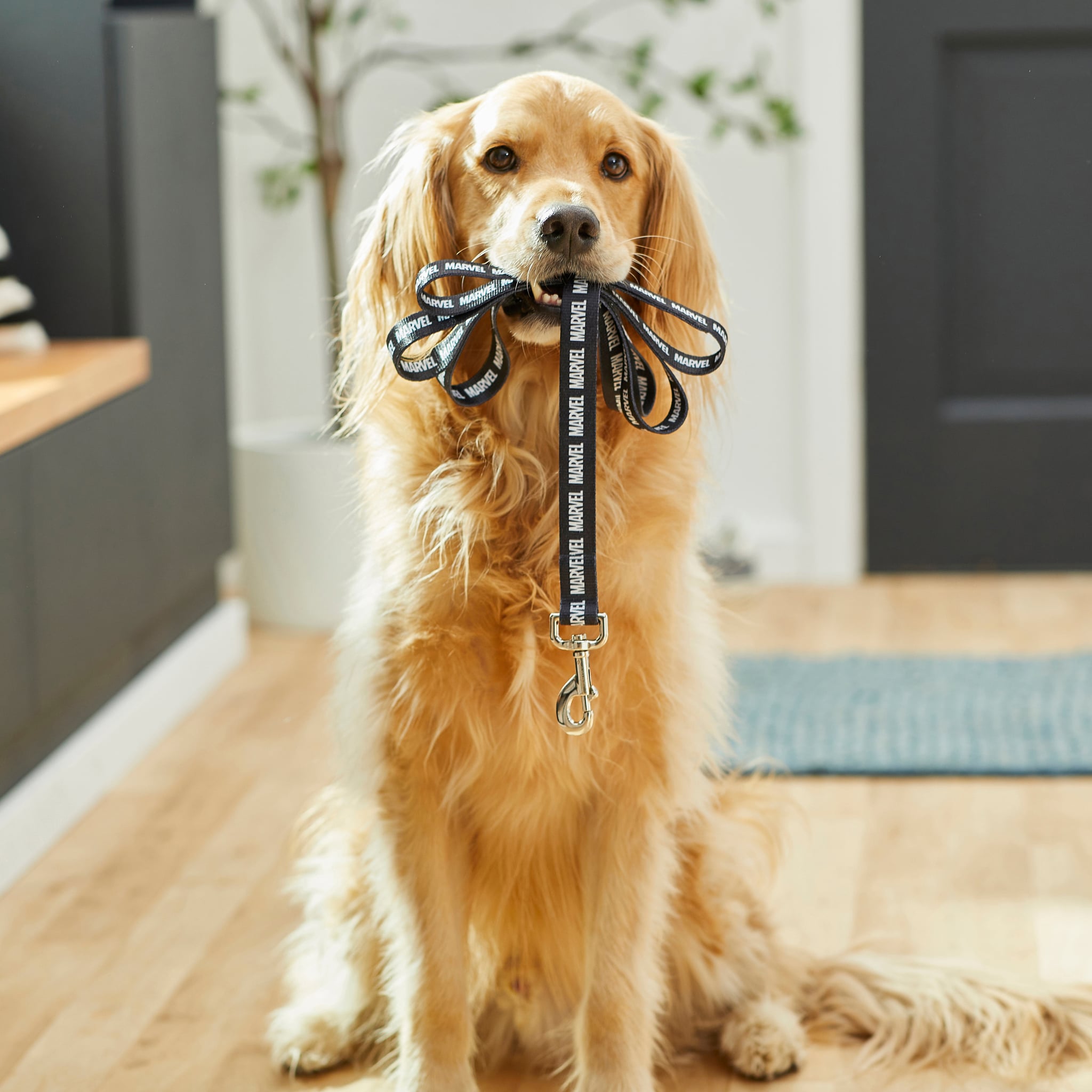 Marvel dog leash online