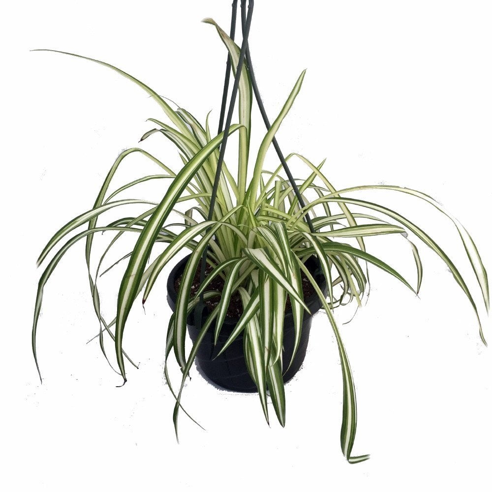 Spider Plant