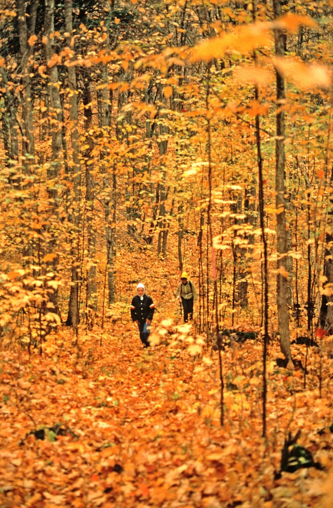 Walk in the Leaves