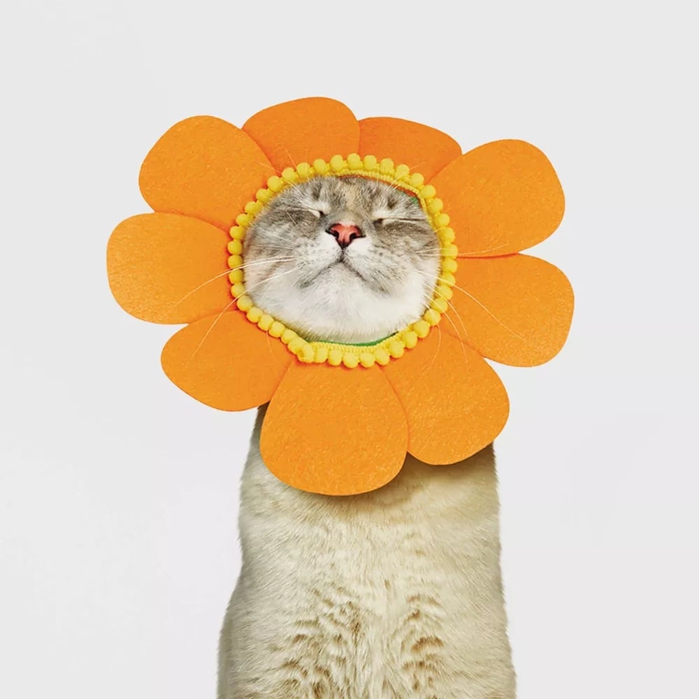 Best Sunflower Halloween Costume For Cats
