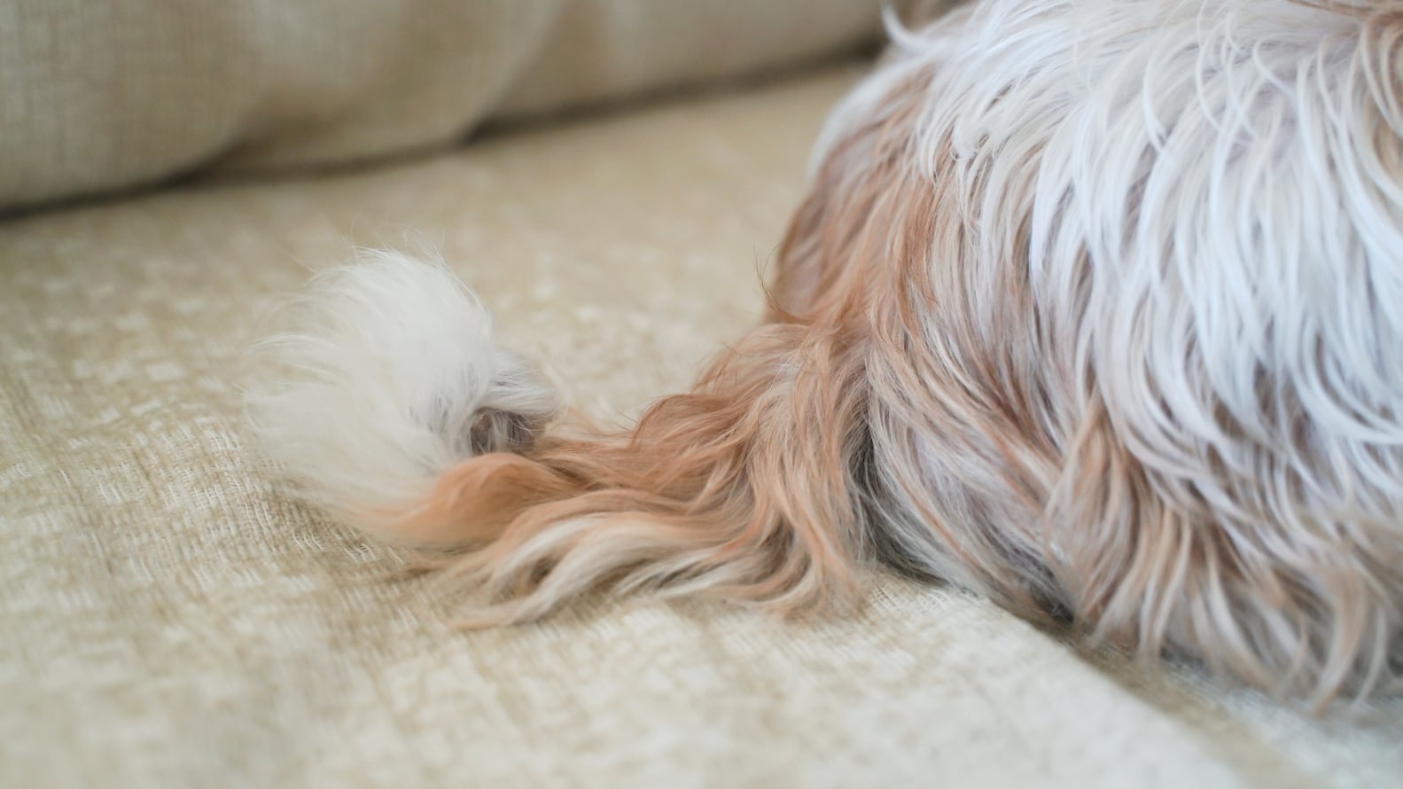 What Does My Dog's Tail Wagging Mean? | PS Pets