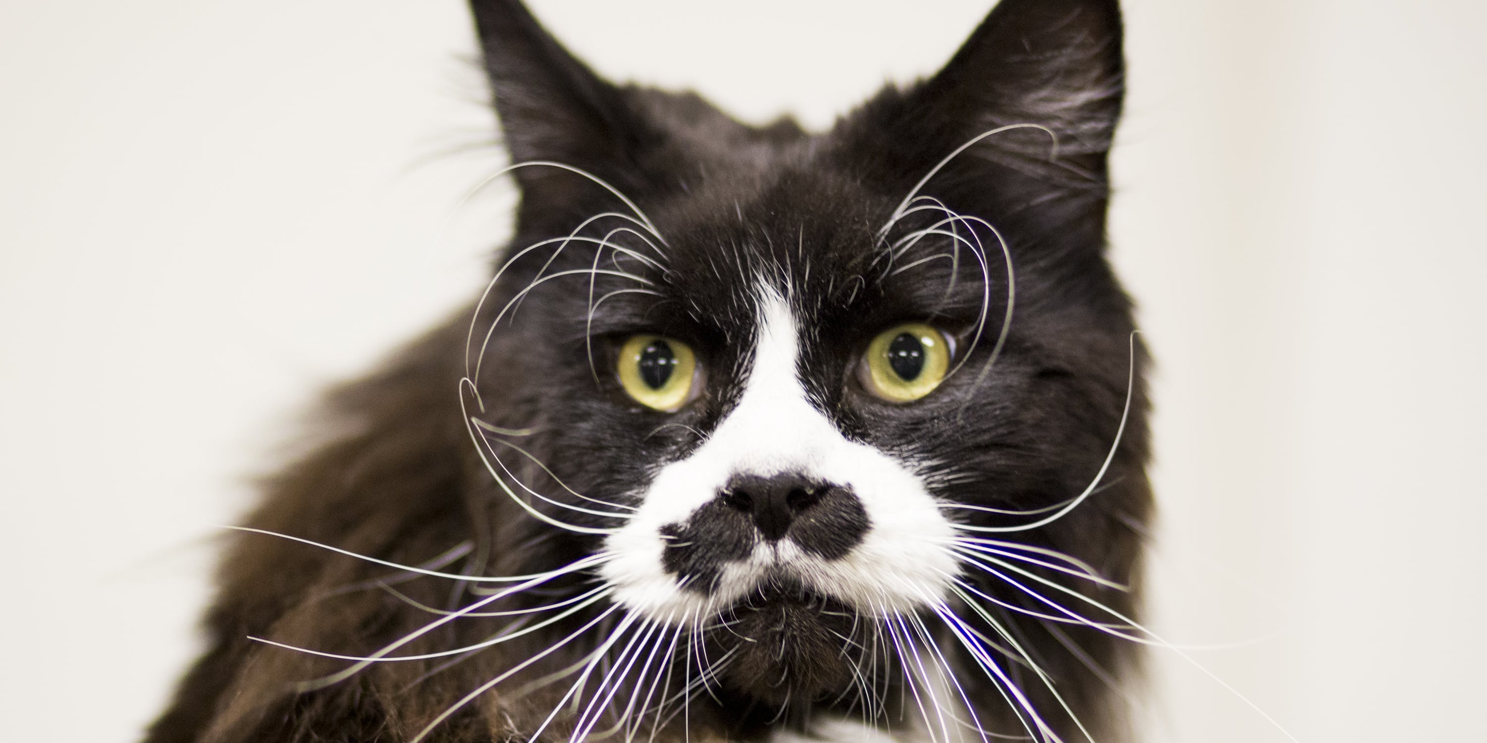 Why Is My Cat Balding, Overgrooming, and Chewing Off Fur? POPSUGAR Pets