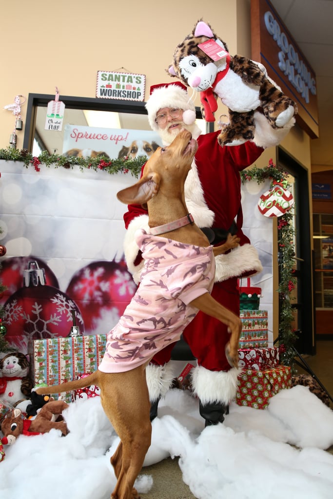 Pets Meeting Santa POPSUGAR Pets