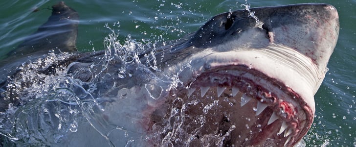 Is Shark Week Scary?