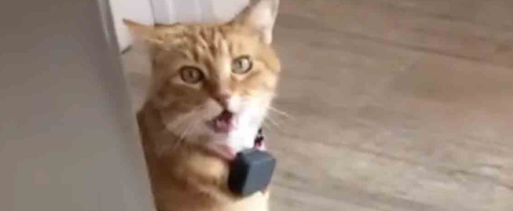 The Best Cat Videos On Tiktok Popsugar Pets