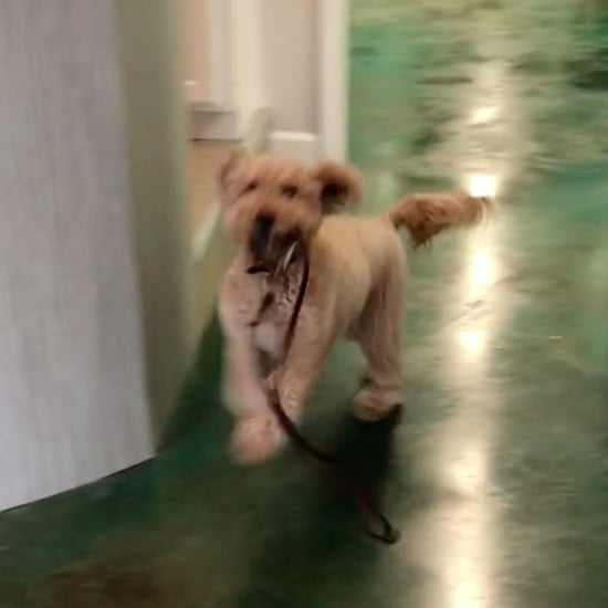Goldendoodle Dog Running to Owner With Leash at Day Care