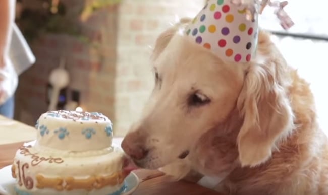 Birthday Party For Sept. 11 Rescue Dog