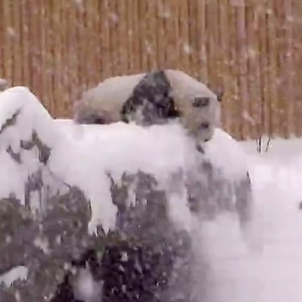 Panda Bear Falls at Toronto Zoo | Video and GIF