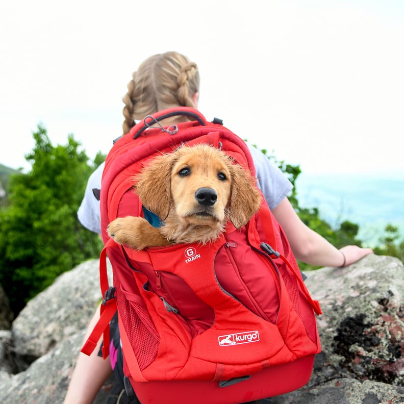 Pet Parents Across TikTok Are Using This Lululemon Mini Backpack For Their  Dogs