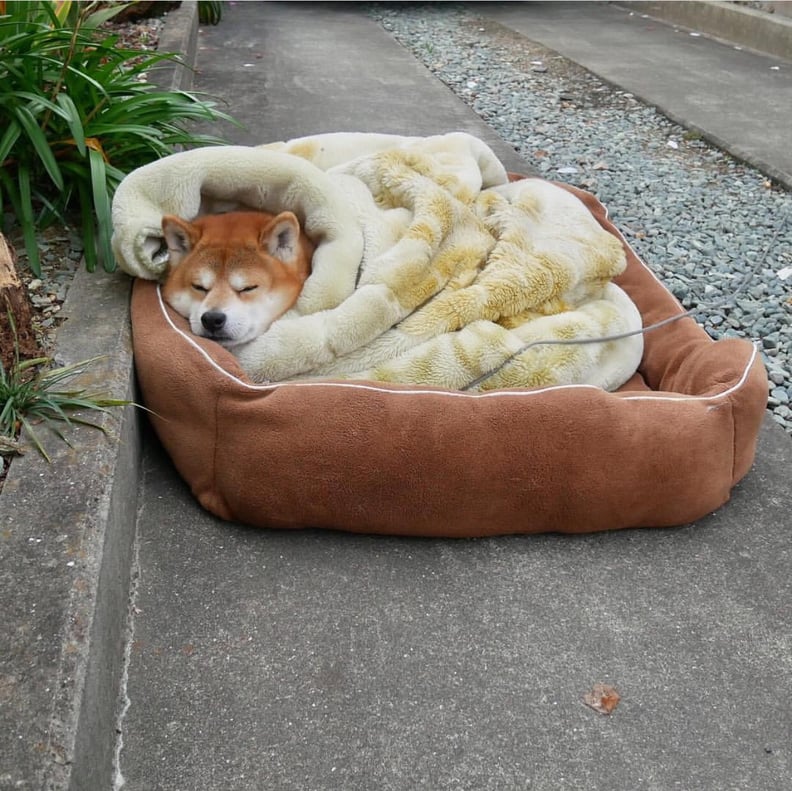 This sleepy Shiba Inu