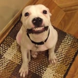 Dog Smiling For Picture | Video