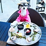 Tinkerbelle the Dog in Miami | POPSUGAR Pets - 160 x 160 jpeg 10kB