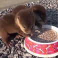 Stop Everything — These Hungry Baby Otters Are the Cutest Stinkin' Things