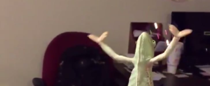 Chameleon Playing With Bubbles