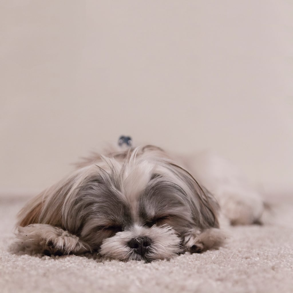 This Shih Tzu, who has become part of the carpet.