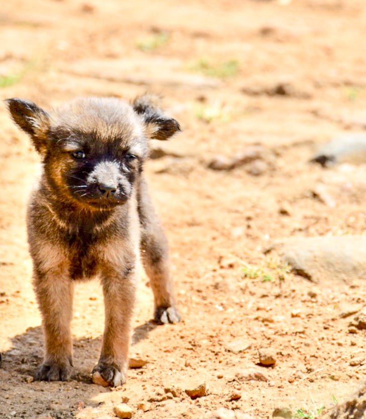 Puppies Best Things to Do in Sri Lanka POPSUGAR Smart Living Photo 27