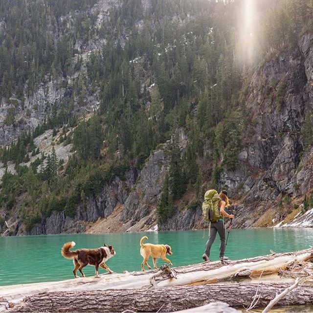 Photos of Dogs Camping