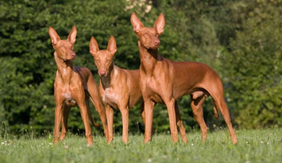Pharaoh Hound Trivia | POPSUGAR Pets