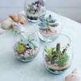 You Already Own the 1 Household Item People Are Turning Into Trendy Terrariums