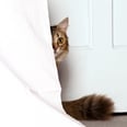 Does Your Cat Hide When They're Sick? 3 Vets Explain Why