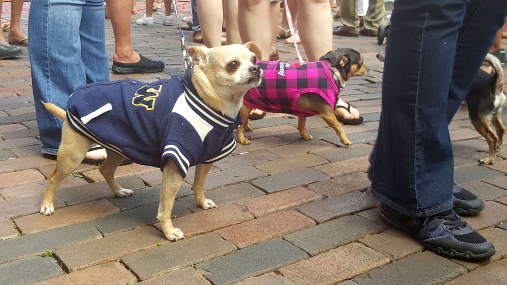 Running of the Chihuahuas in Winter Park, FL