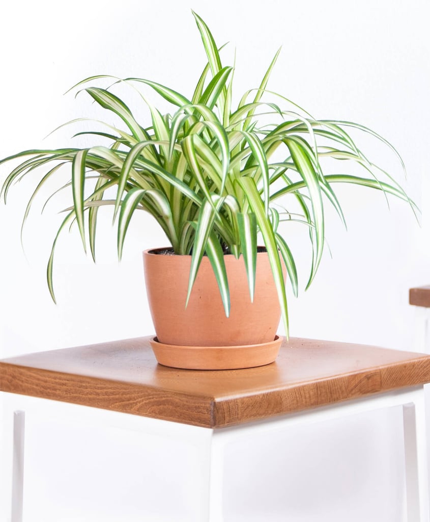 Potted Spider Plant