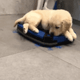 I Can't Stop Watching This Video of a Golden Retriever Puppy Riding Around on a Robot Vacuum