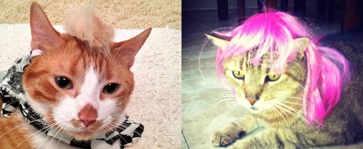Cat Bad Hair Days