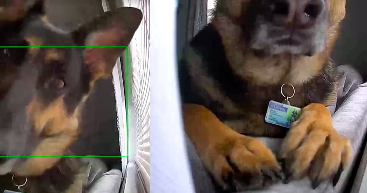 German Shepherd Dog on Security Camera POPSUGAR UK Pets