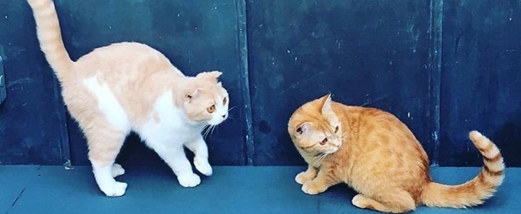 Cute Content Ahead: Ed Sheeran's Cats Now Have Instagram