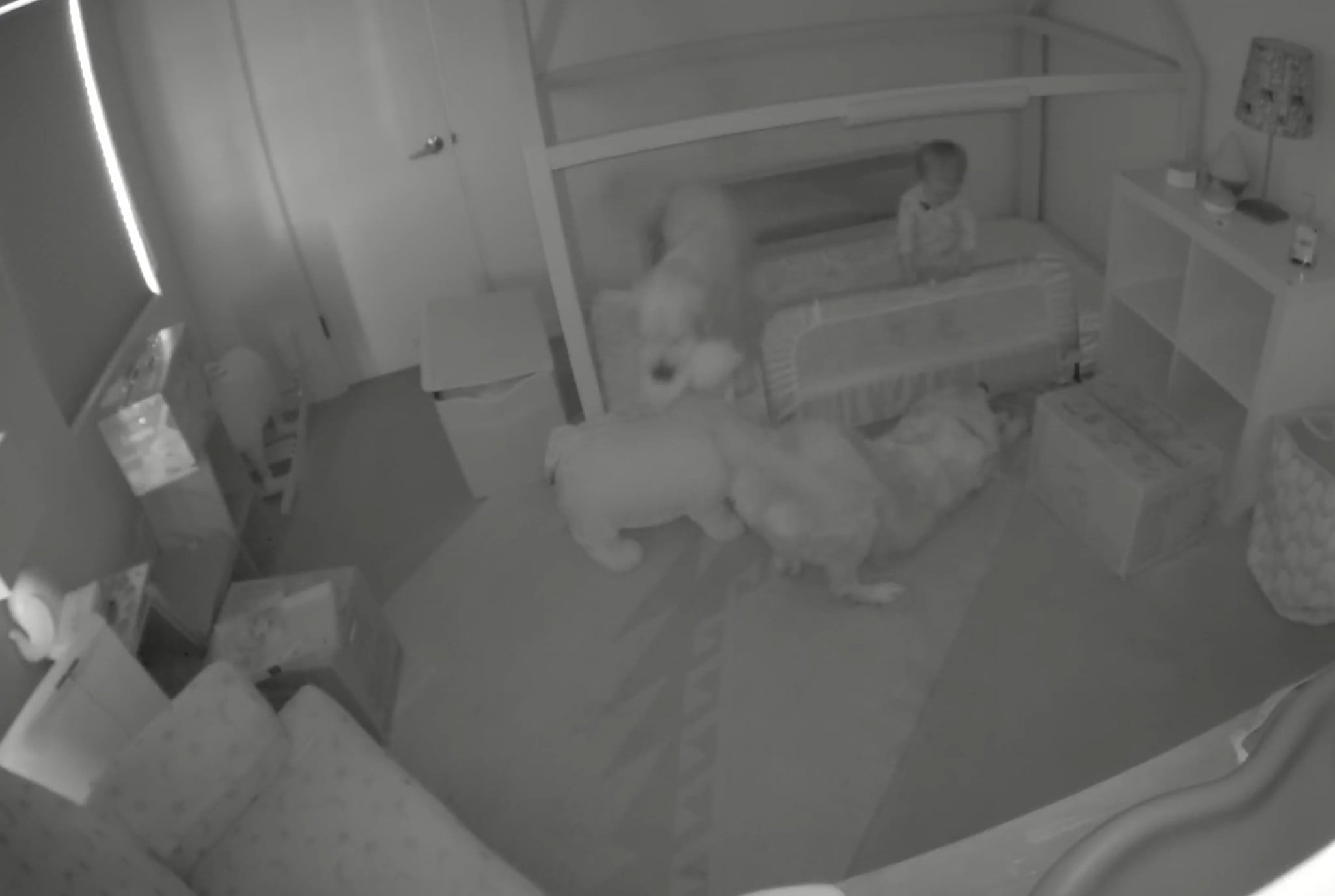 Toddler Escapes Room With Help of Dogs PS Family