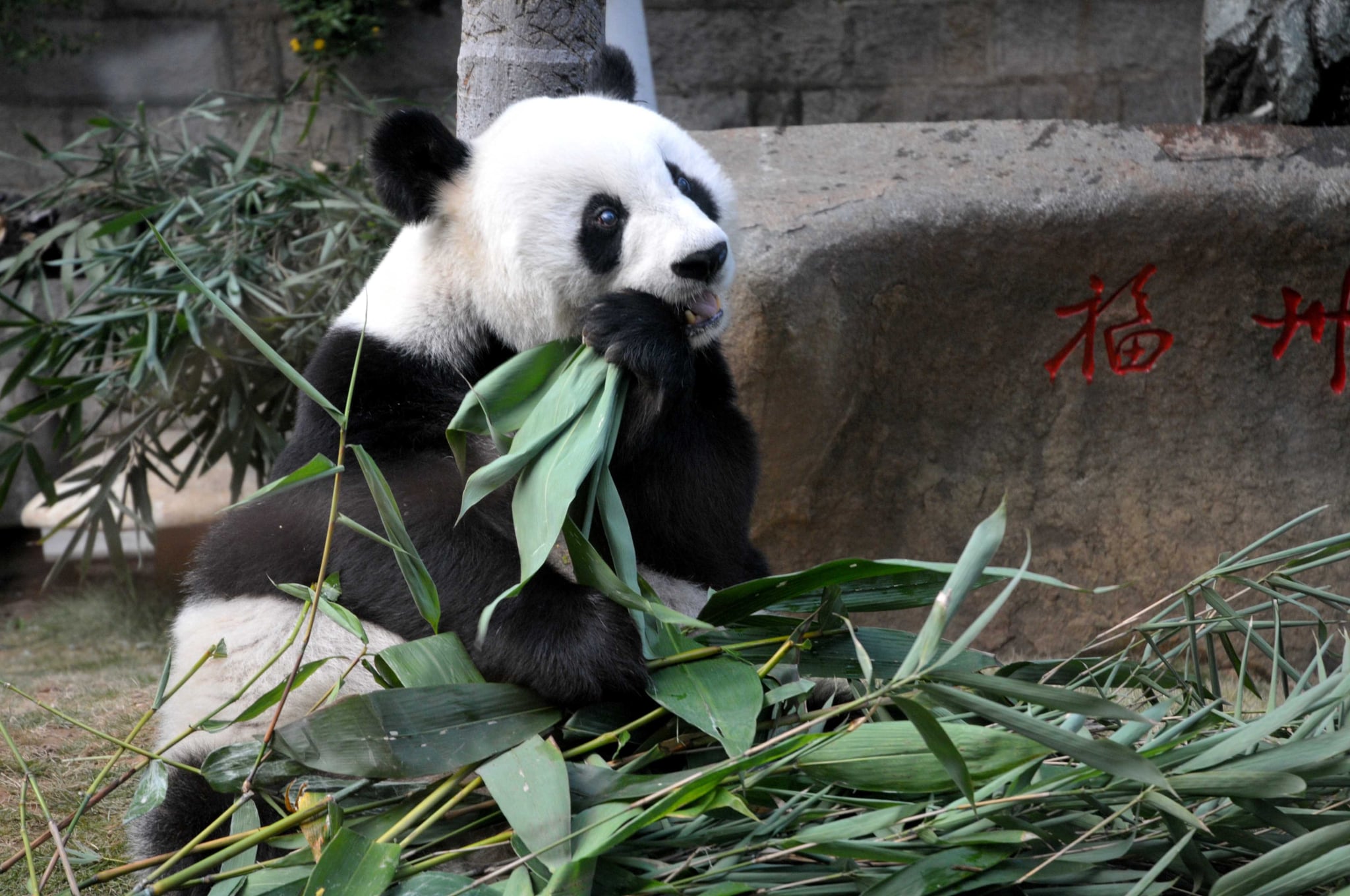 Pictures Of Panpan The Giant Panda Popsugar Pets