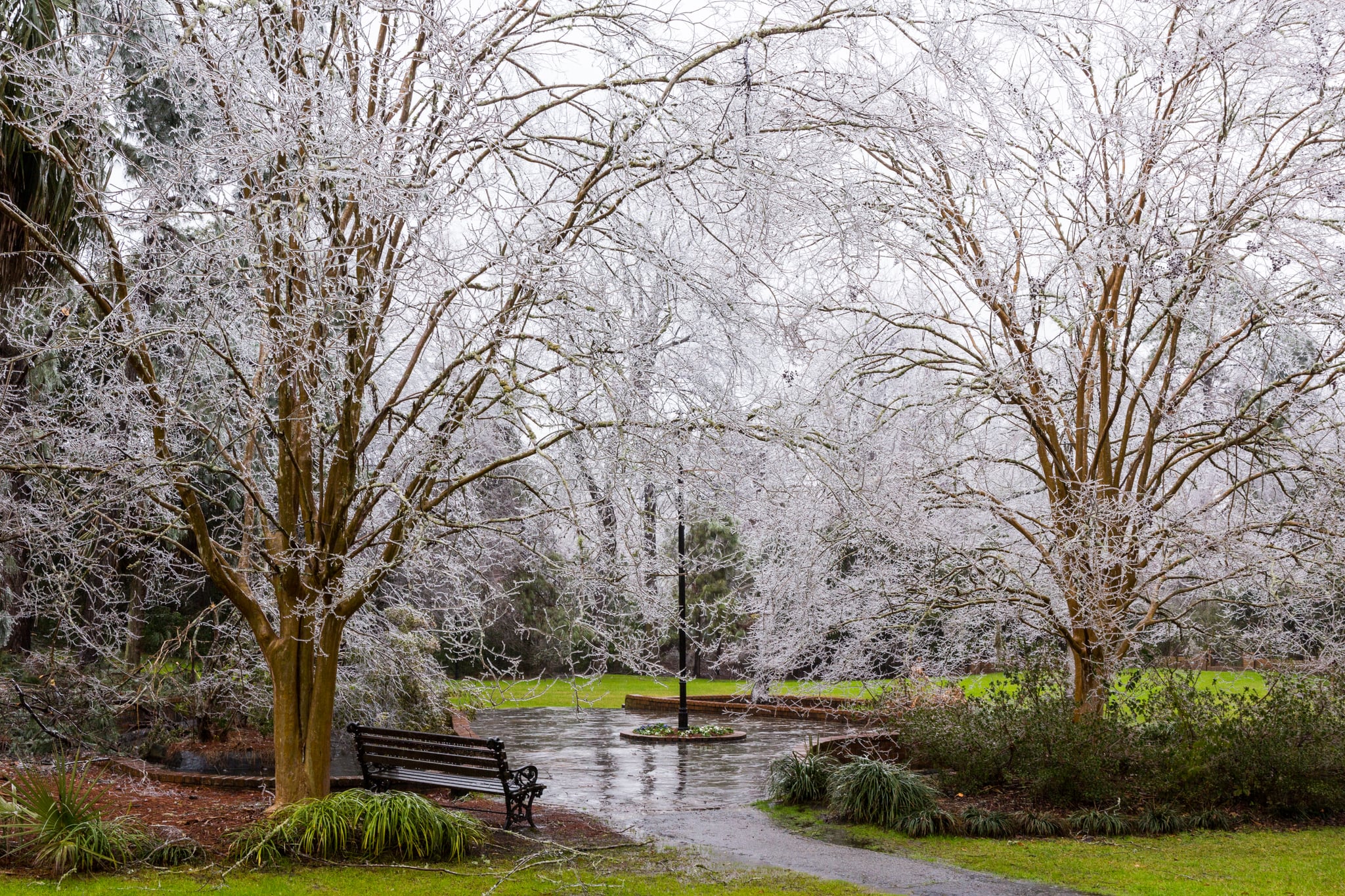 Ice coated the trees in Summerville, SC, during the rare Winter storm