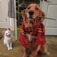 These Harry Potter Costumes For Pups Are Simply Magical